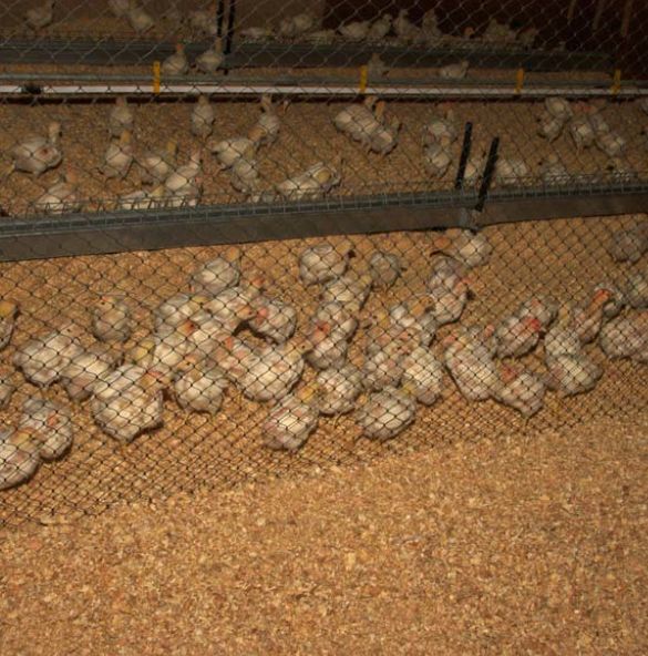 Fincas Agropecuarias